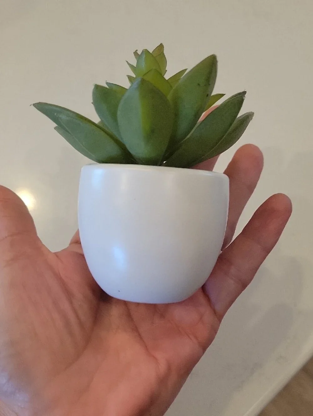 Pottery Barn Green Faux Succulent Accent